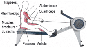 Quels sont les muscles travaillés quand on fait du rameur