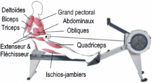 Les muscles travaillés avec un rameur d'appartement